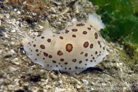 Spotted Leopard Dorid Spotted Leopard Dorid