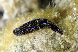 Chelidonura alisonae Chelidonura alisonae