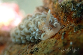 Spurilla braziliana, Brazilian Aeolid Spurilla braziliana, Brazilian Aeolid