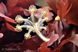 Stalked Jelly, Haliclystus sanjuanensis Stalked Jelly, Haliclystus sanjuanensis