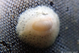 Stearn's Ear Shell, Marsenina stearnsii Stearn's Ear Shell, Marsenina stearnsii