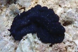 Pseudobiceros stellae Pseudobiceros stellae