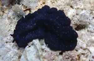 Pseudobiceros stellae