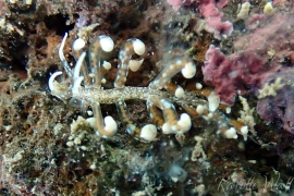 Stick Bug Aeolid, Phyllodesmium sp. #1 Stick Bug Aeolid, Phyllodesmium sp. #1