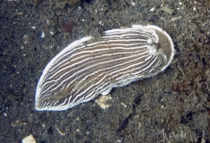 Armina californica, Striped Nudibranch