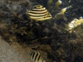 Juvenile Stripey & Juvenile Sargeant Damselfish