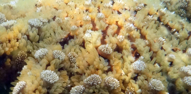 Sunflower Sea Star