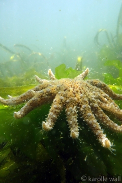 Sunflower Star, Pycnopodia helianthoides