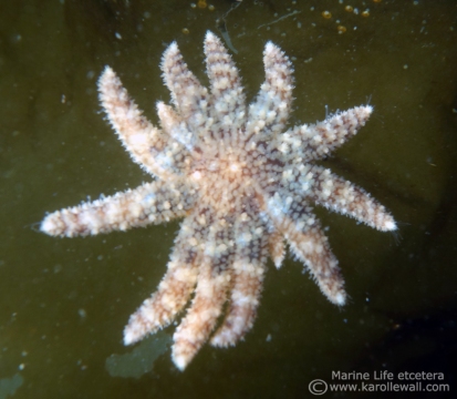 Healthy Sunflower Star 2015