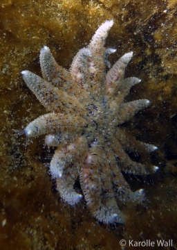 Pycnopodia helianthoides