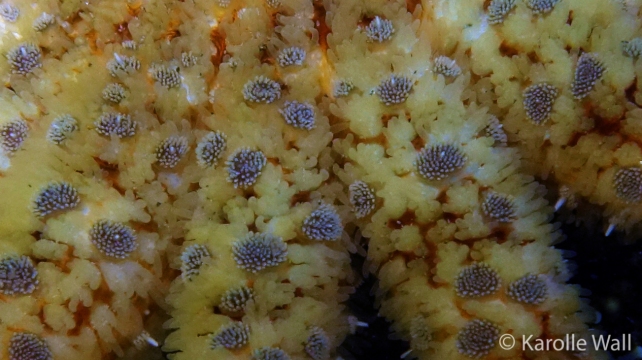 Pycnopodia helianthoides