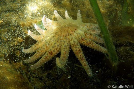 Sunflower Star