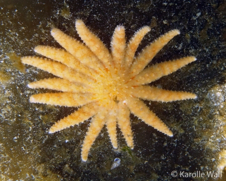 Pycnopodia helianthoides