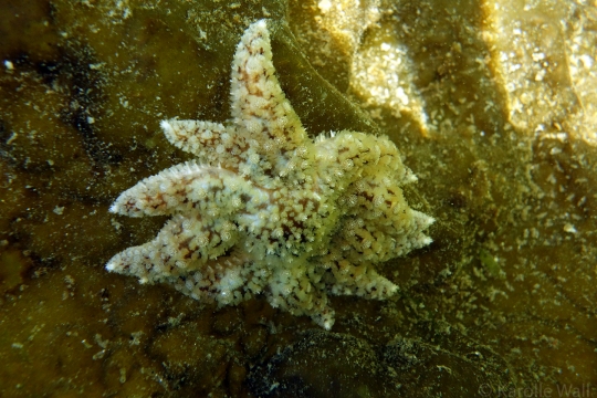 Sunflower Star New Recruit after Wasting Disease