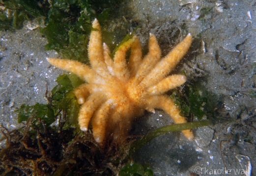Distorted Sea Star 2012 pre-Wasting Disease