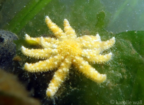 Pycnopodia helianthoides Juvenile
