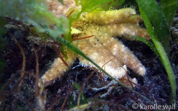 Sunflower Sea star Distorted (Wasting Disease?)
