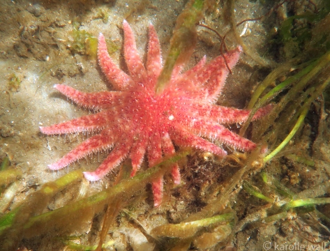 Sunflower Star, Pycnopodia helianthoides