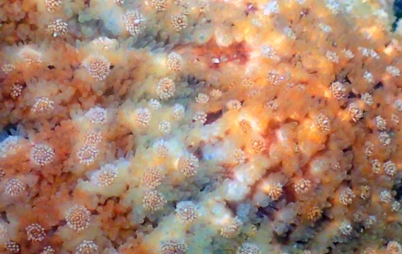 Sunflower Star, Pycnopodia helianthoides