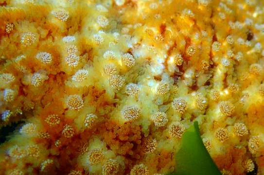 Sunflower Star Close-up