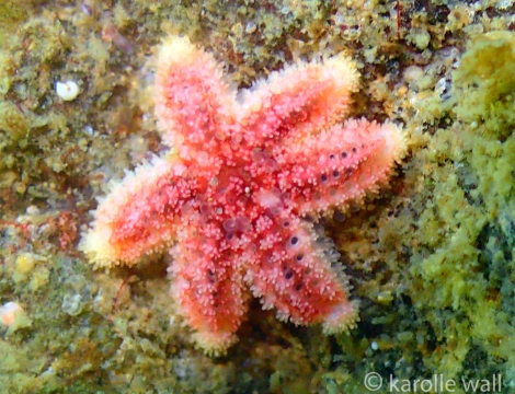 Juvenile Sunflower Star???