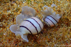 Two Swollen Bubble Shells Two Swollen Bubble Shells