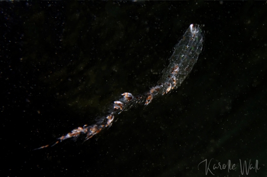 1_DSC1362-tailed-jelly-wm