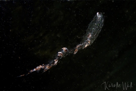 Tailed Jelly, Nanomia Septata Tailed Jelly, Nanomia Septata