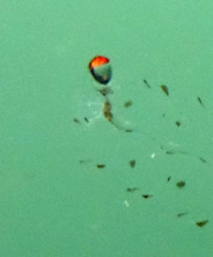 Tailed Jelly, Nanomia Bijuga