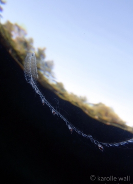 Tailed Jelly, Nanomia Bijuga