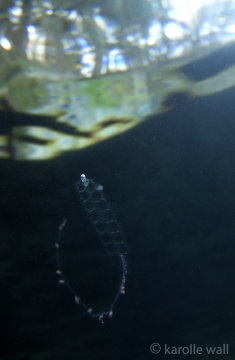 Tailed Jelly, Nanomia Bijuga