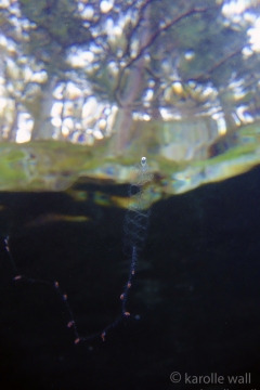Tailed Jelly, Nanomia Bijuga