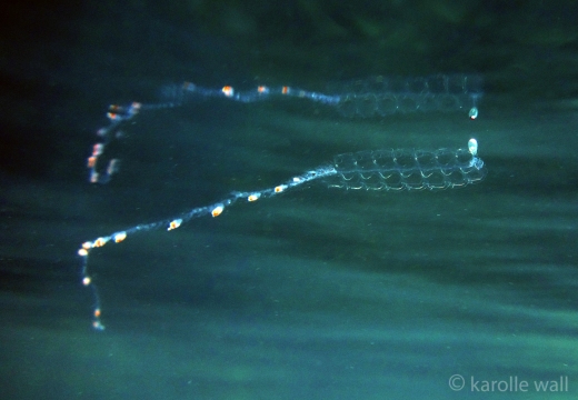 Tailed Jelly, Nanomia Bijuga