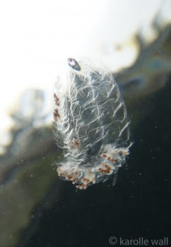 Tailed Jelly, Nanomia Bijuga