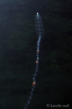 Tailed Jelly, Nanomia Bijuga
