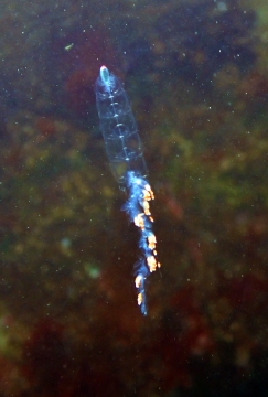 Tailed Jelly, Nanomia Bijuga