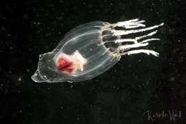 Leuckartiara longicalcar Leuckartiara longicalcar