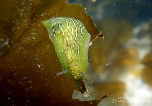 Taylor's Sea Hare, Phyllaplysia zostericola