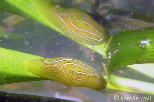 Eelgrass Sea Hare