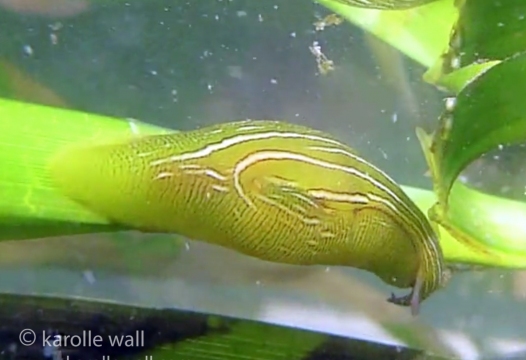 Taylor's Sea Hare, Phyllaplysia zosteria
