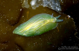 Eelgrass Sea Hare, Phyllaplysia zostericola