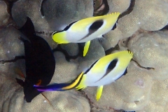 Teardrop Butterflyfish