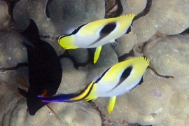 Teardrop Butterflyfish at Cleaning Station Teardrop Butterflyfish at Cleaning Station