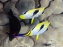 Teardrop Butterflyfish
