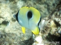 Teardrop Butterflyfish a Little Worse for Wear