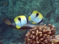 Teardrop Butterflyfish and Barred Filefish