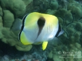Teardrop Butterflyfish