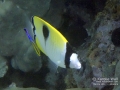 Teardrop Butterflyfish and Hawaiian Cleaner Wrasse