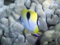 Teardrop Butterflyfish and Hawaiian Cleaner Wrasse