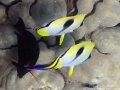 Teardrop Butterflyfish at Cleaning Station
